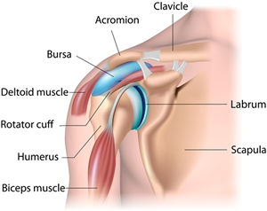 Shoulder Pain Treatment NYC  Shoulder Pain Doctors in New York